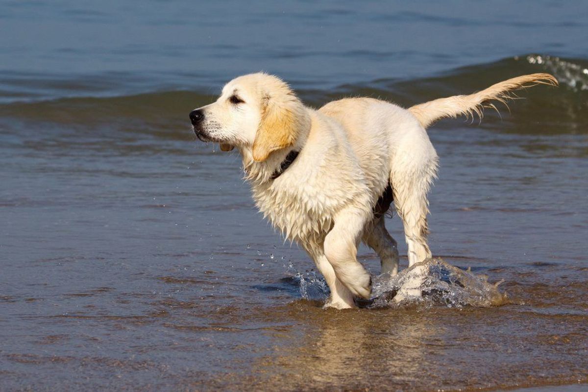 Golden Retriever er både kloge og meget lette at træne. Foto: Dirk Vorderstraße/Wikimedia Commons