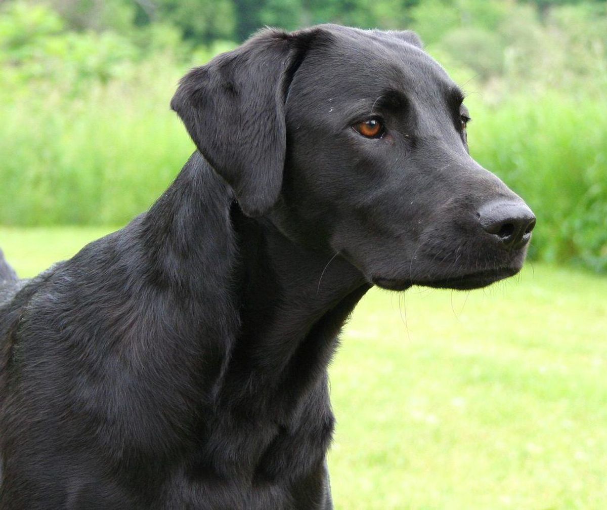 En labrador retriever er en frygtelig vagthund, til gengæld kan du meget let lære den mange andre ting. Foto: Peter Wadsworth/Wikimedia Commons