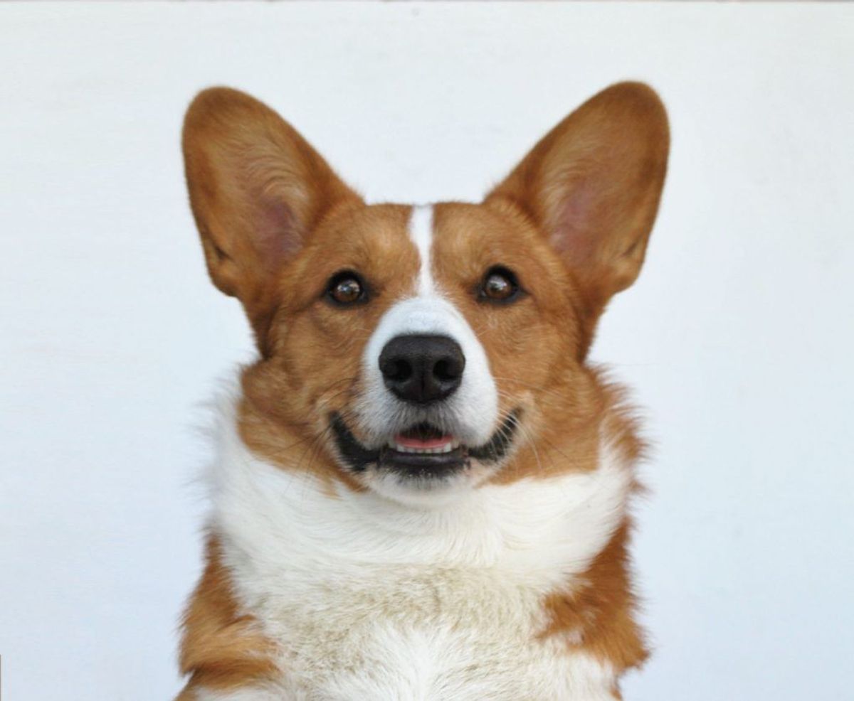 Welsh Corgi er egentlig en hyrdehund, og derfor har den det bedst, hvis den har noget at give sig til, eksempelvis at lære nye ting. Foto: Absintalsem/Wikimedia Commons