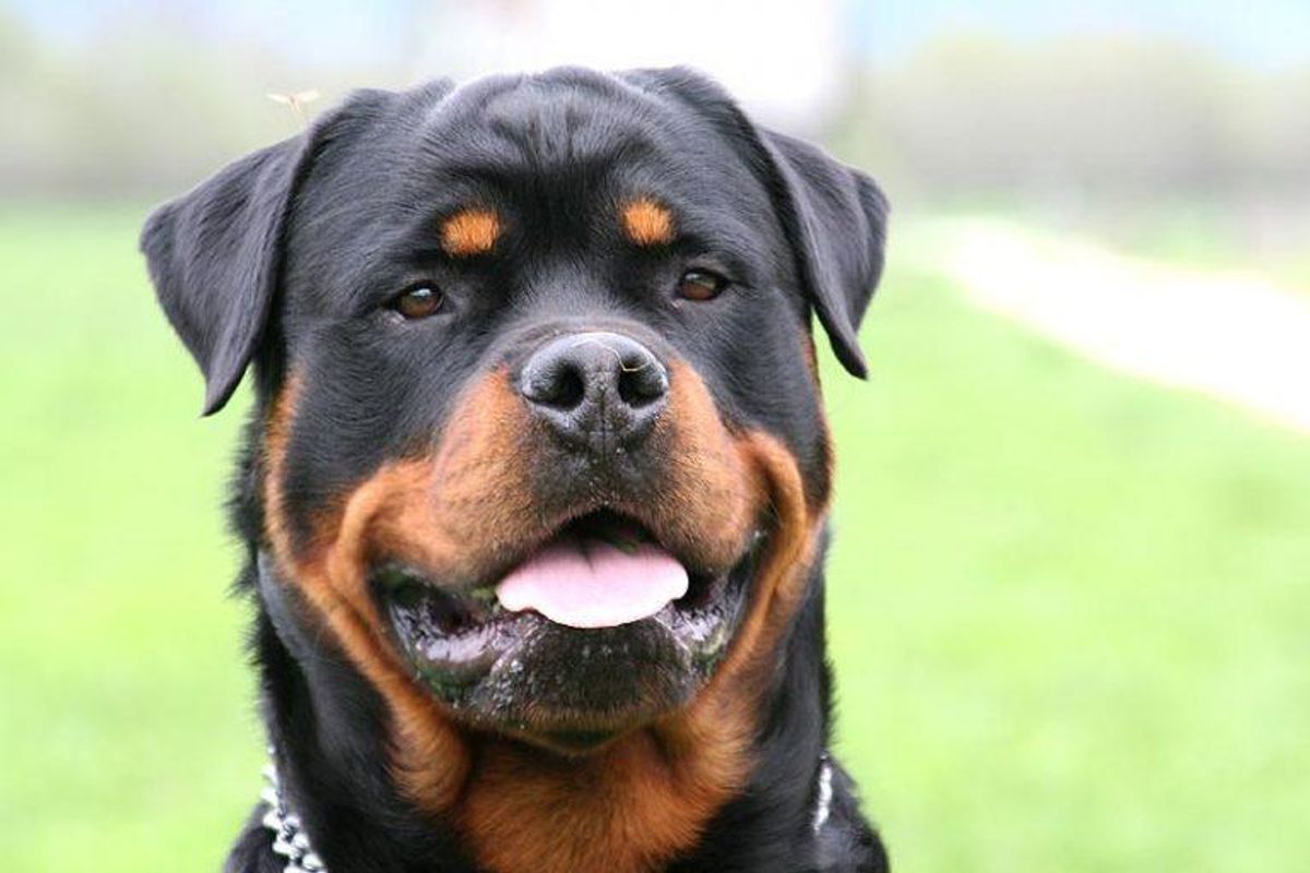En rottweiler har meget let ved at holde fokus, når du lærer fra dig. Foto: Rains27/Wikimedia Commons