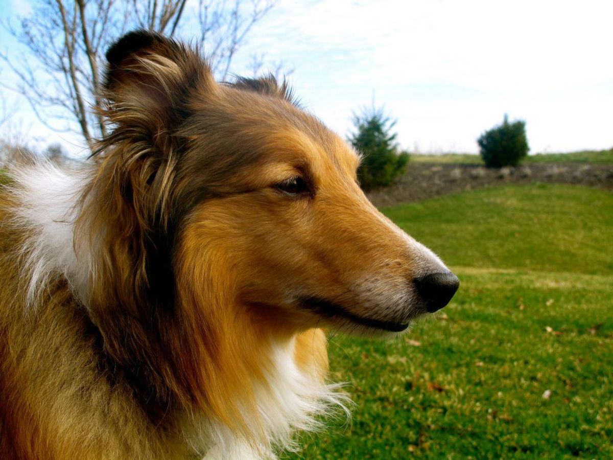 En Shetland Sheepdog ligner måske den kendte hund Lassie. Men hunden er nu sin egen. Den har det bedst hos familier, der er meget aktive. Til gengæld får man en klog og aktiv hund. Foto: Lehmand97/Wikimedia Commons