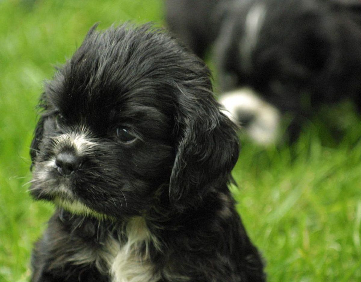 Du skal gøre dig realistiske overvejelser om, du kan håndtere en aktiv hund, som kræver flere timers motion og stimulering om dagen, eller om du passer bedre til en mindre aktiv af slagsen. Foto: Scanpix