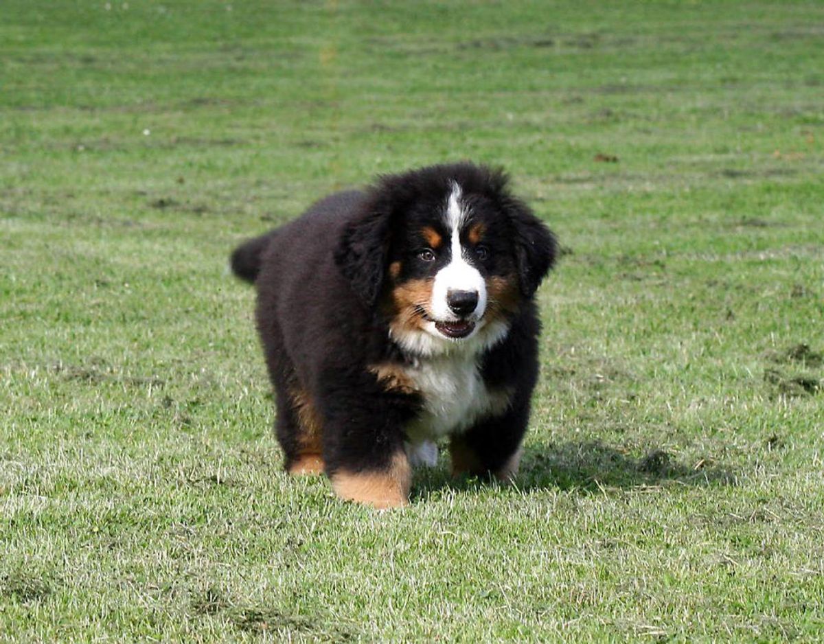 Når du vælger, hvilken hund du skal have, er det vigtigt at du tænker langsigtet, for hunden har du i hvert fald i 10 år. Foto: Scanpix
