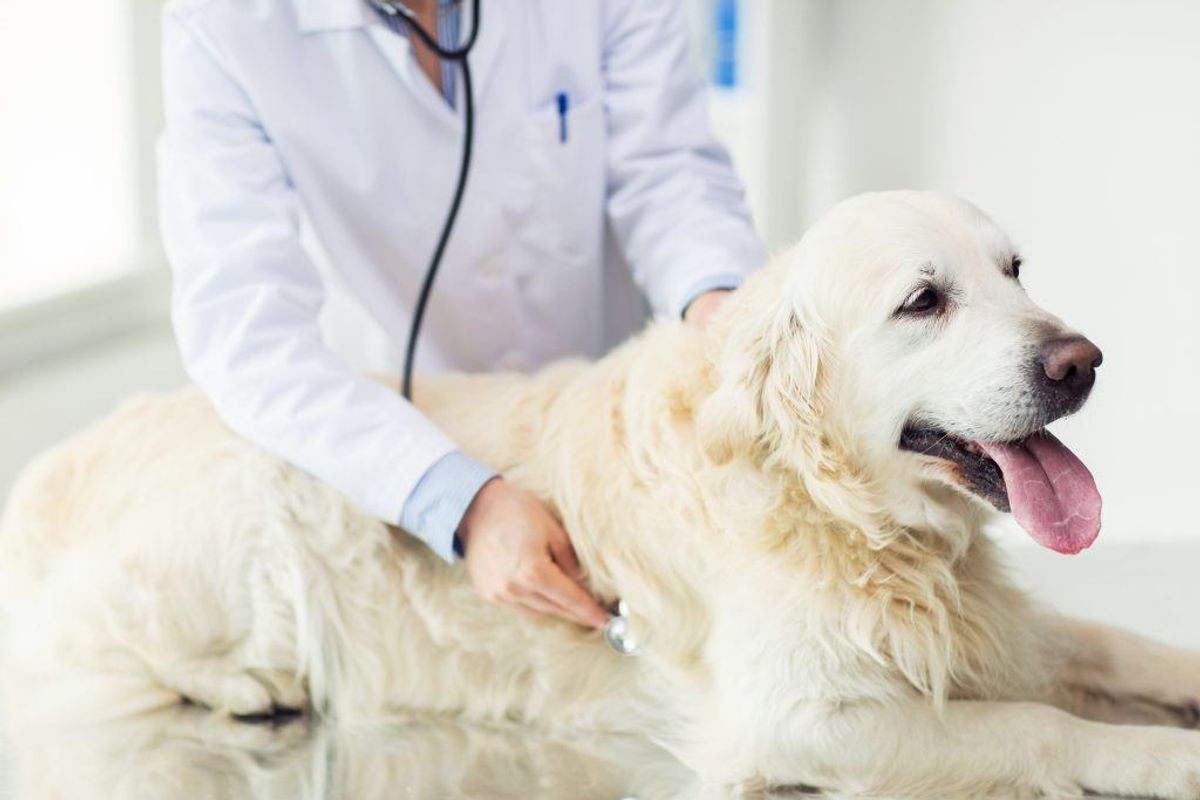 Implantater til hunde? Det lyder skørt, men det har gjort Gregg Miller til millionær. Foto: Scanpix