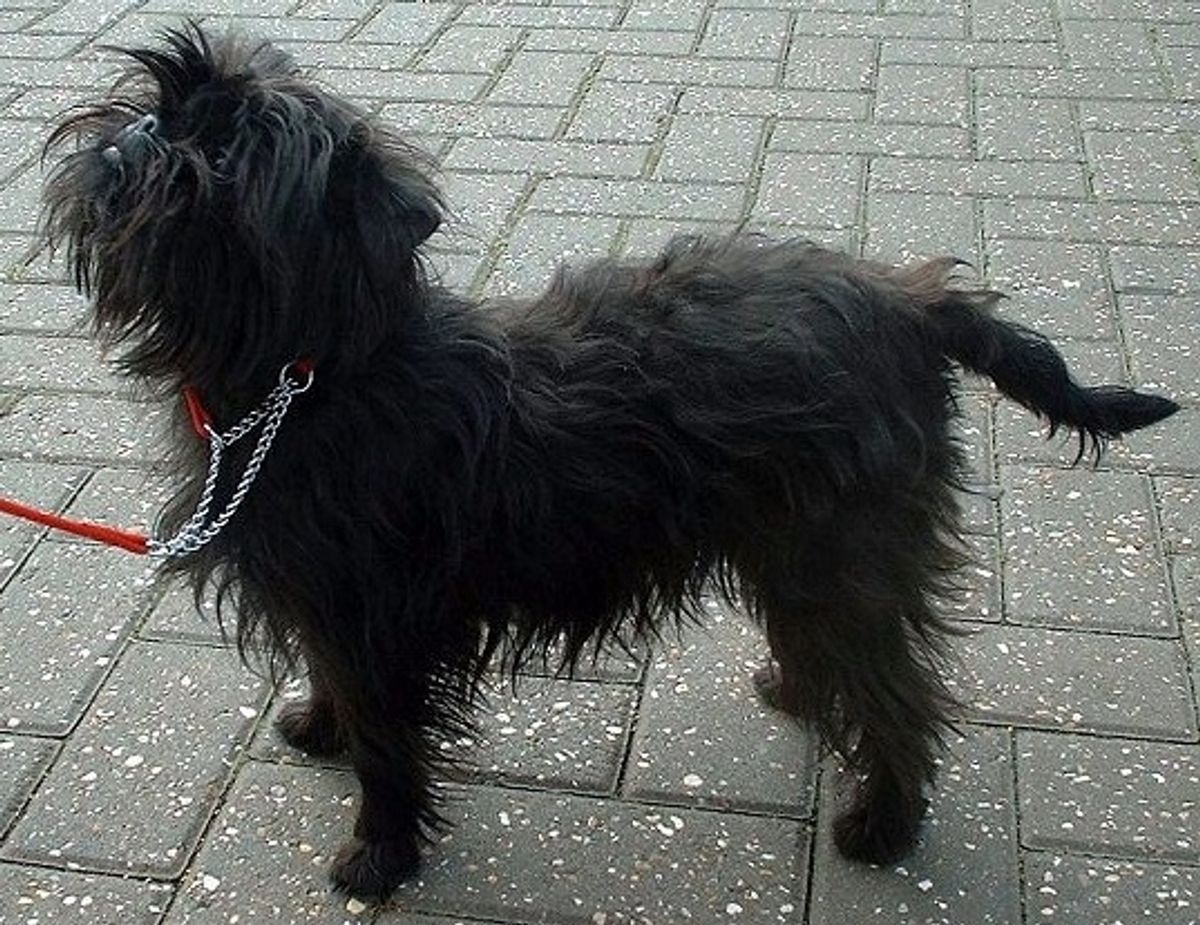 Affenpinscher. Kilde: American Kennel Society/Reader’s Digest. Foto: Wikimedia Commons.