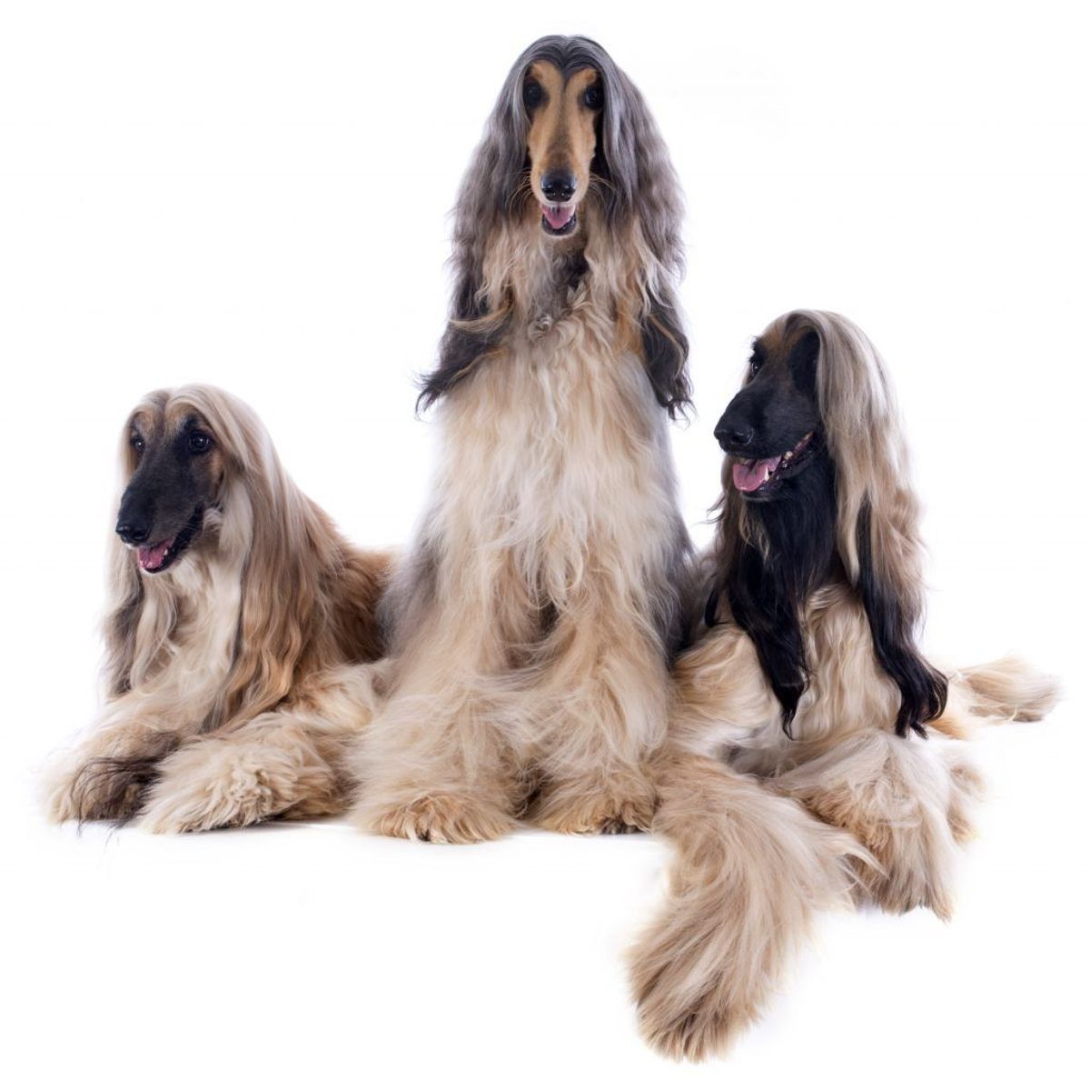 Afghansk mynde. Kilde: American Kennel Society/Reader’s Digest. Arkivfoto.