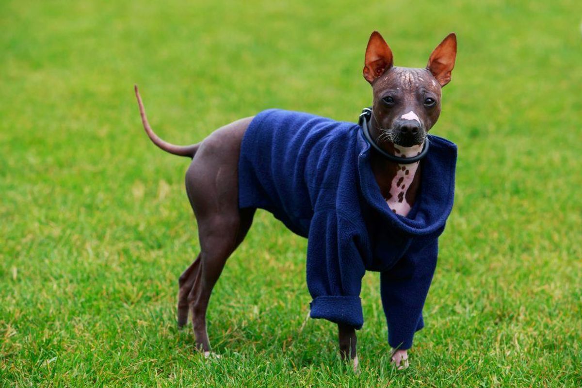 Dog breed American Hairless Terrier on a green grass