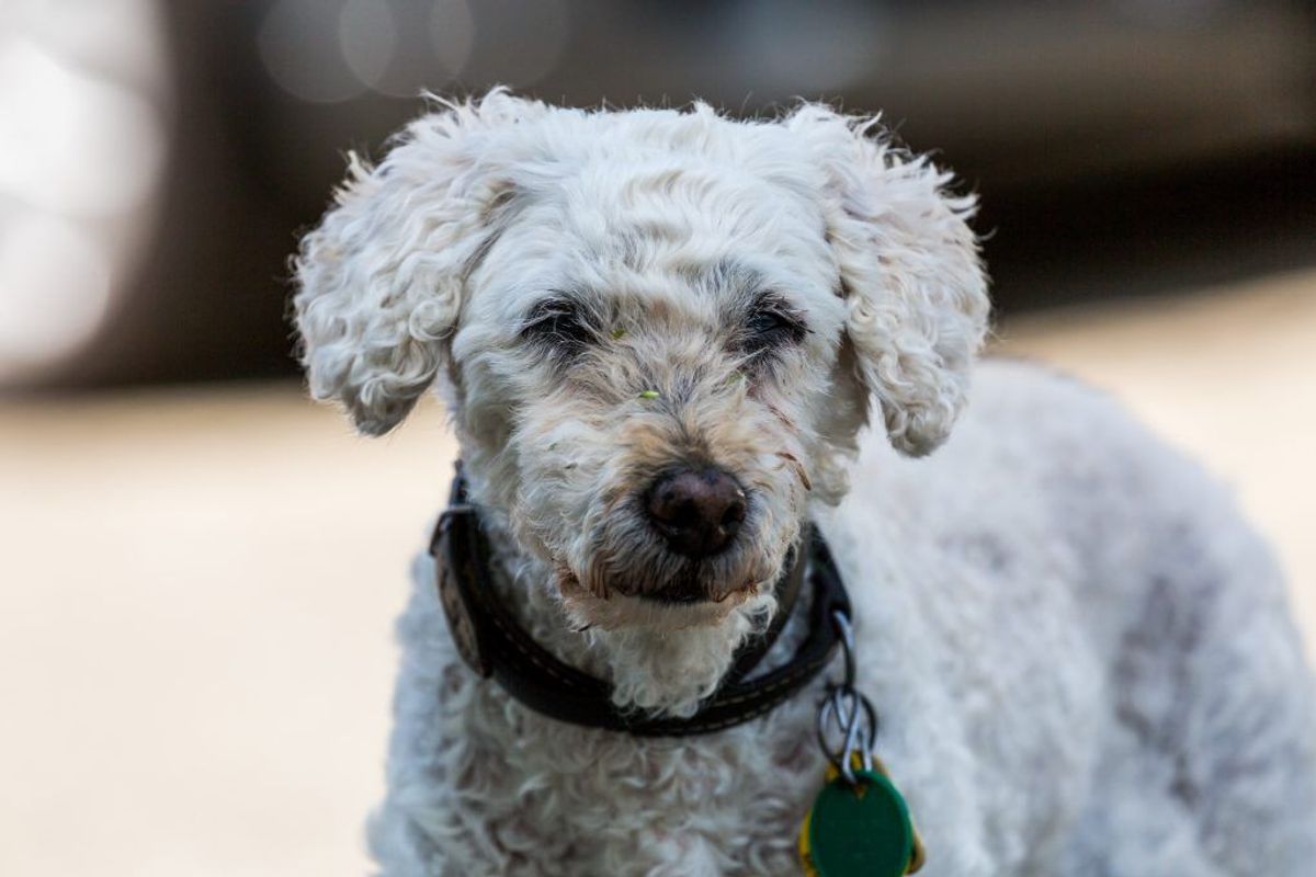 Barbet. Kilde: American Kennel Society/Reader’s Digest. Arkivfoto.