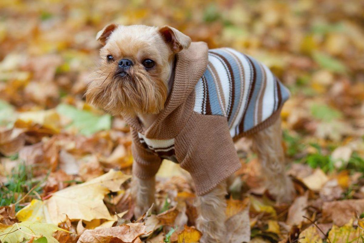 Brussels griffon. Kilde: American Kennel Society/Reader’s Digest. Arkivfoto.