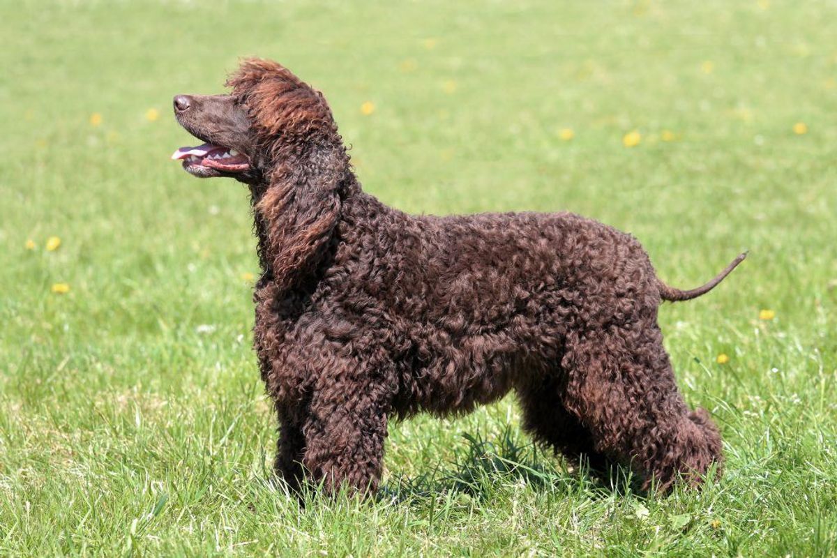 Irsk vandspaniel. Kilde: American Kennel Society/Reader’s Digest. Arkivfoto.
