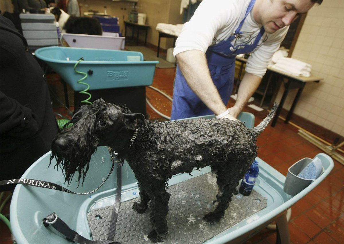Kerry Blue Terrier. Kilde: American Kennel Society/Reader’s Digest. Foto: Scanpix.