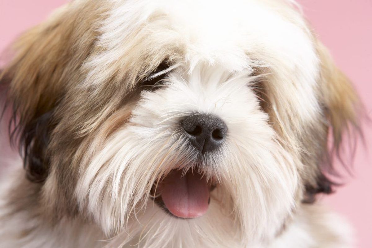 Lhasa Apso. Kilde: American Kennel Society/Reader’s Digest. Arkivfoto.