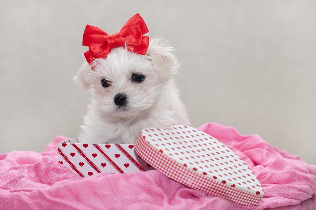 Malteser. Kilde: American Kennel Society/Reader’s Digest. Arkivfoto.