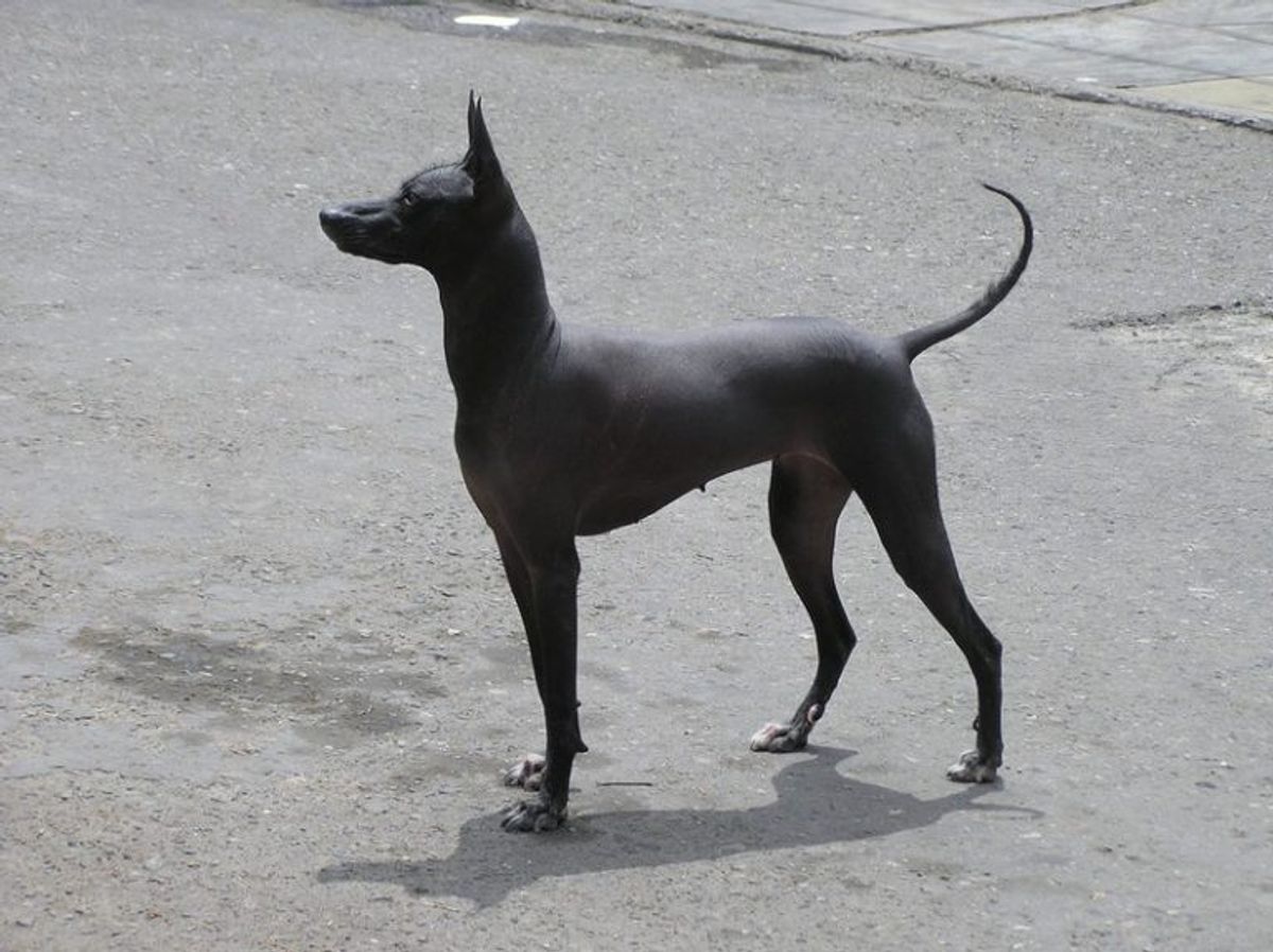 Peruviansk inkahund. Kilde: American Kennel Society/Reader’s Digest. Foto: Wikimedia Commons.