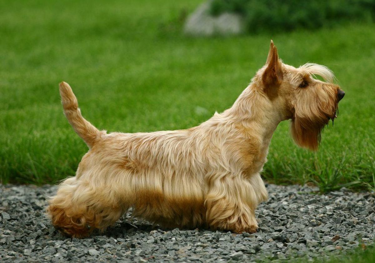 Skotsk terrier. Kilde: American Kennel Society/Reader’s Digest. Arkivfoto.