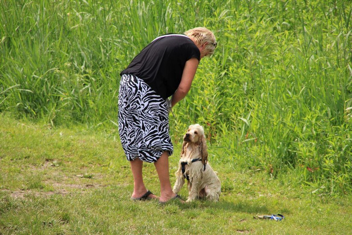 Irish Soft-Coated Wheaten Terrier. Irish Soft-Coated Wheaten Terrier