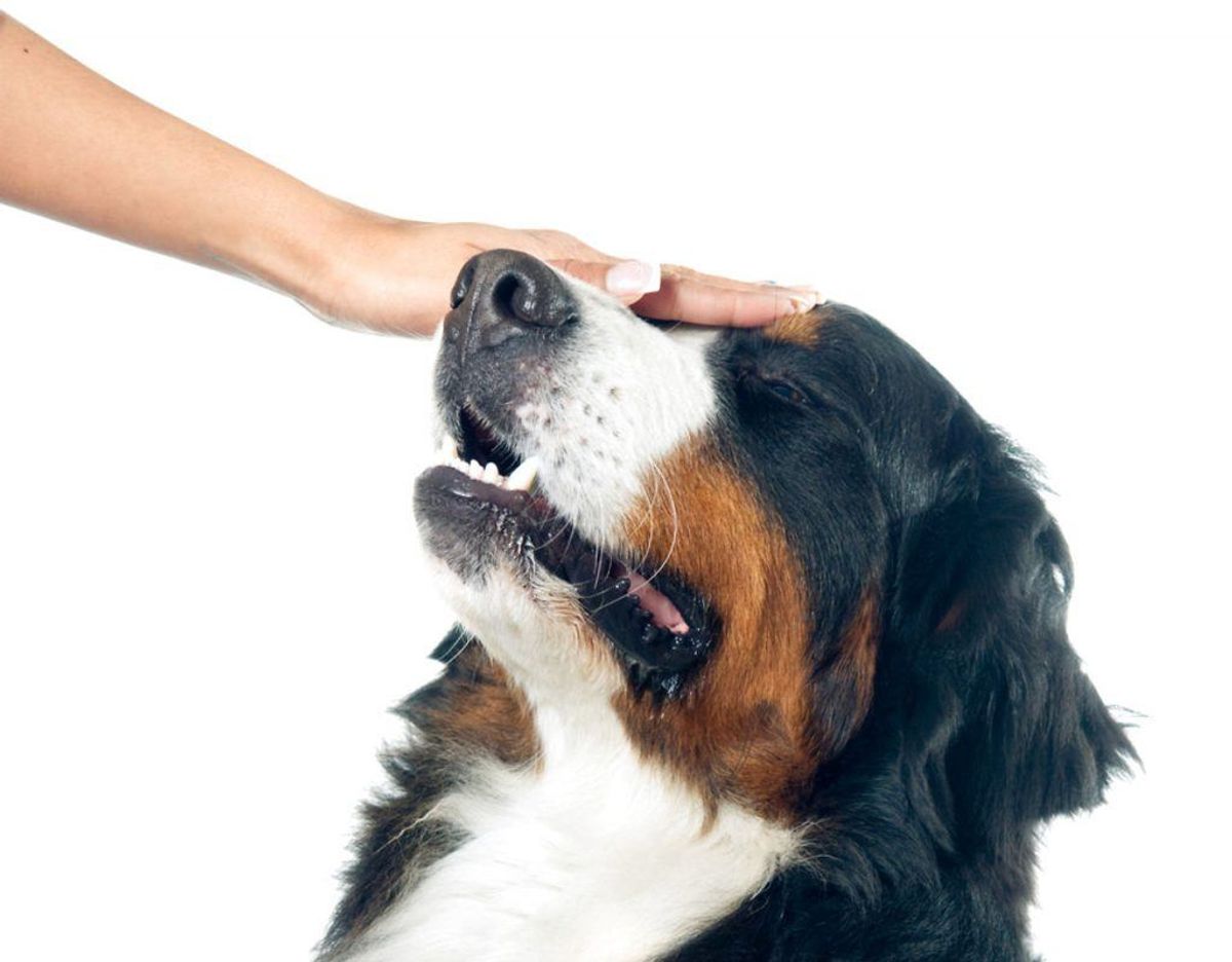 Et studie viser, at du kan mindske mængden af stresshormonet kortisol i din krop, hvis du bruger 10 minutter på at kæle med hunde og katte. Klik videre og se flere billeder. Foto: Scanpix