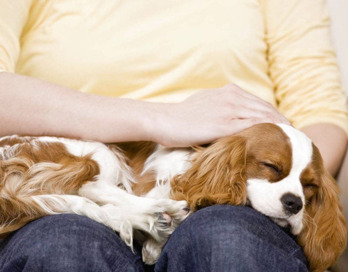 Et studie viser, at du kan mindske mængden af stresshormonet kortisol i din krop, hvis du bruger 10 minutter på at kæle med hunde og katte. Foto: Scanpix