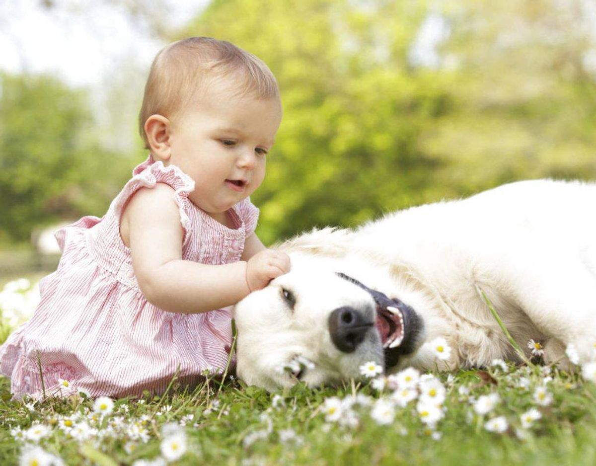 Et studie viser, at du kan mindske mængden af stresshormonet kortisol i din krop, hvis du bruger 10 minutter på at kæle med hunde og katte. Foto: Scanpix