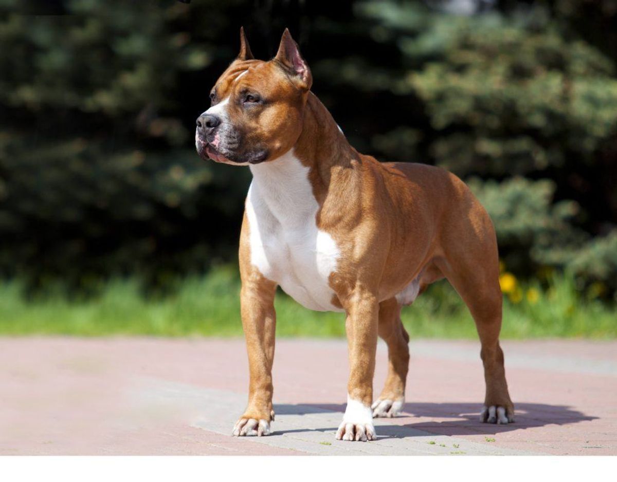 En mand er blevet bidt ihjel af sin søns hund, der formentlig var af racen Amerikansk Staffordshire Terrier. Den er på listen over ulovlige hunde i Danmark. KLIK VIDERE OG SE DEN FULDE LISTE OVER ULOVLIGE HUNDERACER I DANMARK. Foto: Scanpix.