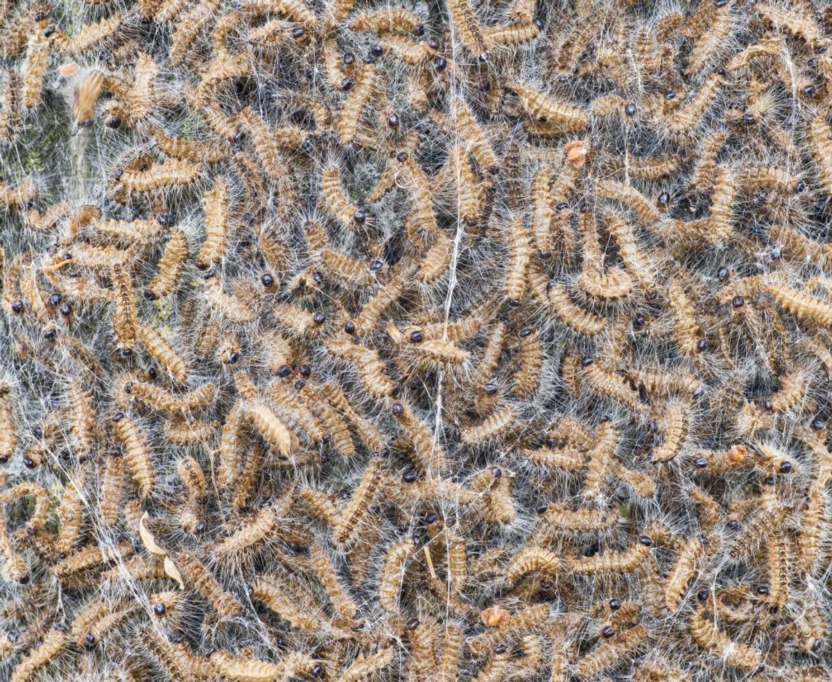 Processionsspinderlarverne har kurs mod Danmark. Klik videre for flere billeder. Foto: Scanpix