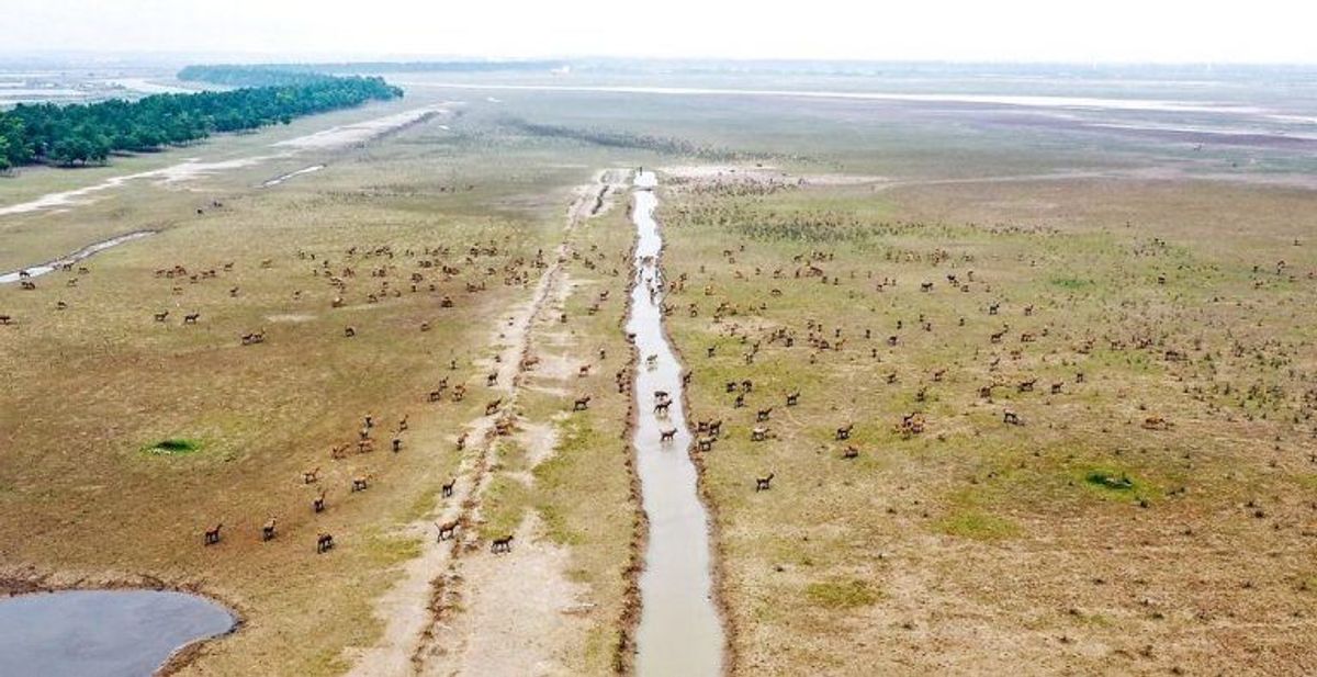 I Dafeng i Kina har en elgepark fundet vej til listen. Foto: Scanpix