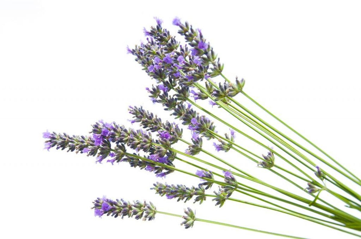 Edderkopper kan heller ikke lide duften af lavendel, så et duftlys med lavendel kan gøre underværker. Kilde: TV2. Arkivfoto.