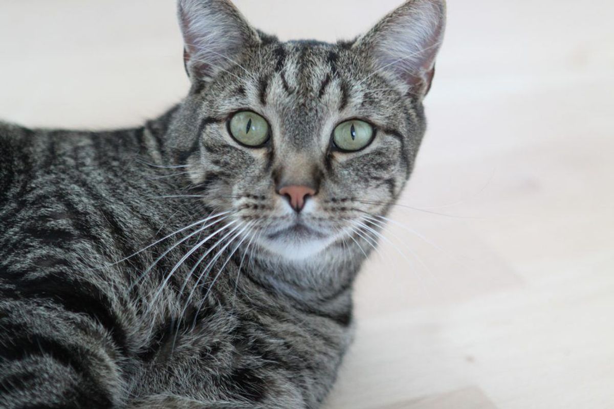 Katte er effektive edderkoppejægere, så hvis du ikke allerede har en kat, kan det være en idé at anskaffe sig en. Kilde: TV2. Arkivfoto.