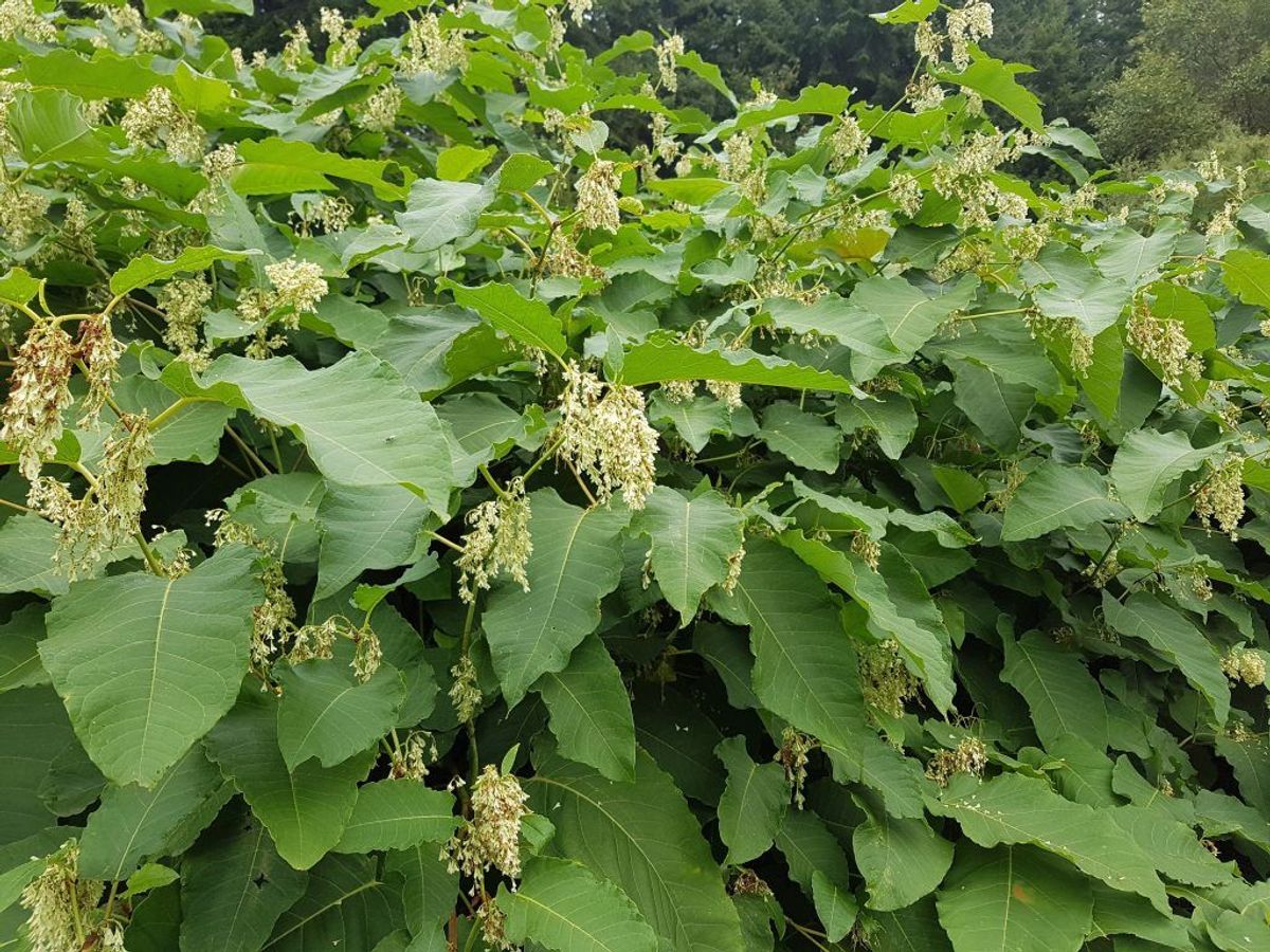Japansk pileurt, kæmpe pileurt og hybrid mellem de to er tre af landets invasive arter. Klik videre og se andre, Miljø- og Fødevareministeriet gik i ‘krig’ imod i 2017. (Foto: Shutterstock)