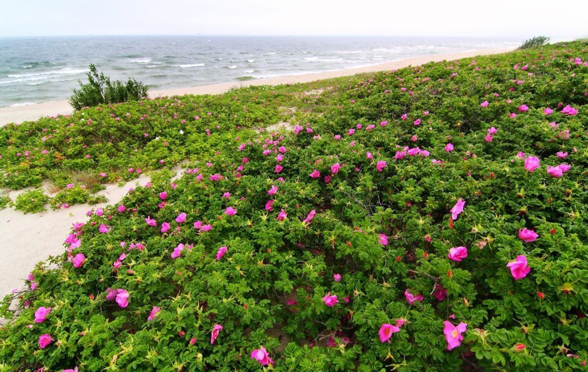 Rynket rose/hybenrose. (Foto: Shutterstock)