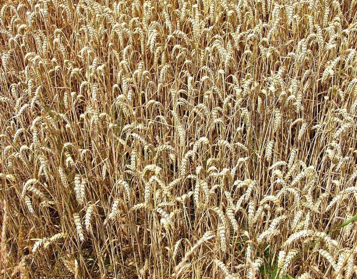 I forhold til risikoen for diabetes og hjertekarsygdomme, kunne man tro, at en glutenfri kost betød noget. Gluten, som blandt andet findes i hvede, har ikke effekt på risikoen. Inflammationsmarkørerne forbliver uændret med glutenfri kost. Foto: Scanpix