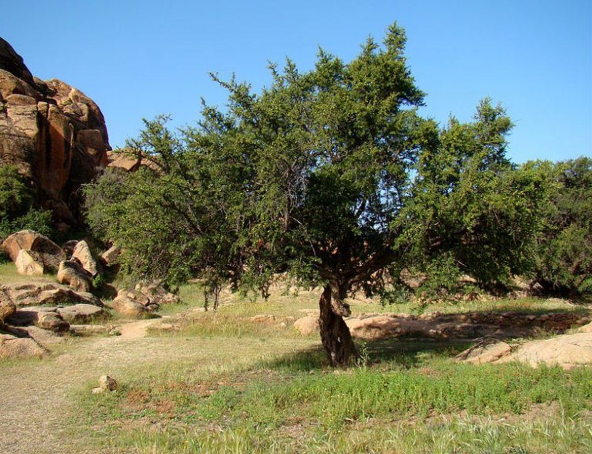 Argan-olie kan være en ingrediens. Foto: Bjørn Christian Tørrissen/Wikipedia.