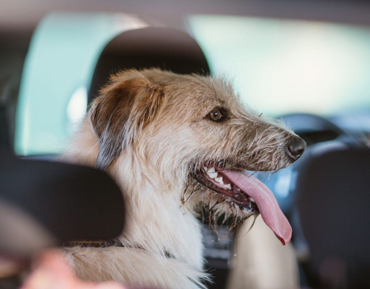 Opdager du en hund i en varm bil, så find ejeren. Hvis bilen er parkeret foran et supermarked eller butikscenter, så få ejeren efterlyst over et samtaleanlæg. Få eventuelt nogen til at hjælpe dig, så du kan blive ved bilen. Klik videre i galleriet for flere gode råd. Foto: Colourbox.