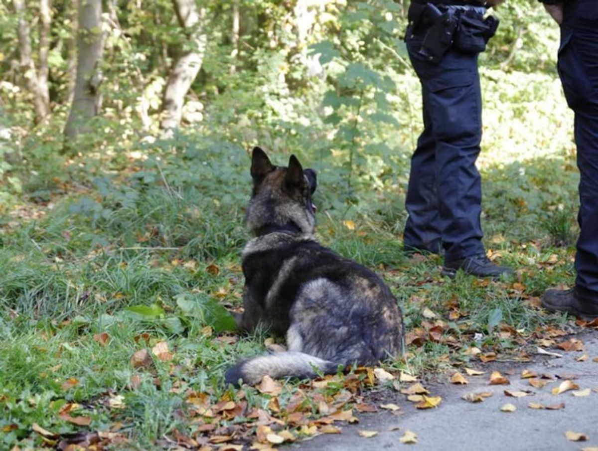 En ældre kvinde kan nu takke en politihund for, hendes bil er kommet tilbage til rette ejer. Arkivfoto: Presse-fotos.dk.