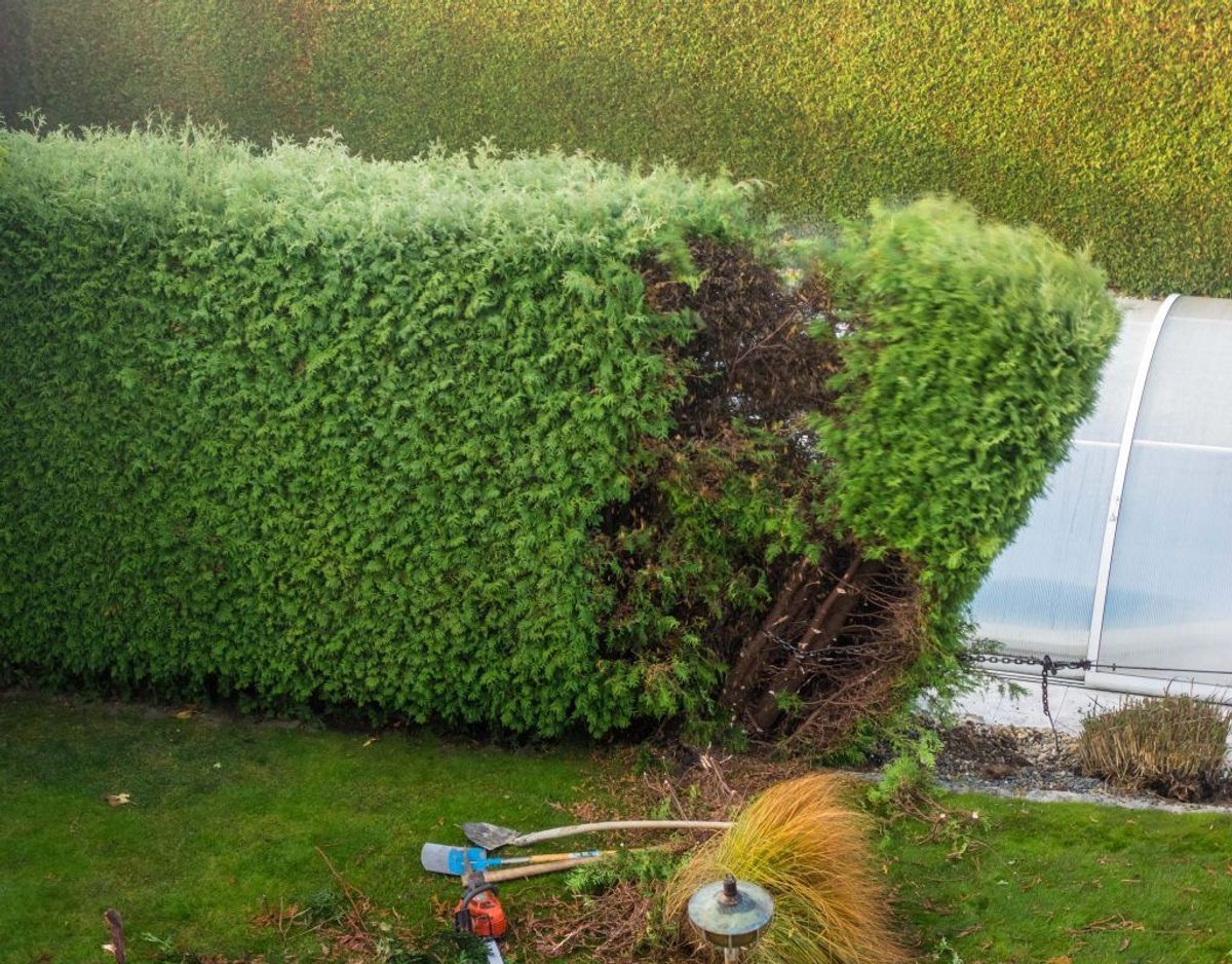 En hæk inde på din egen grund må være så høj som fælleshegnet plus afstanden til skellet. Er fælleshegnet/hækken 2 meter høj, og står din hæk 70 centimeter fra skellet, må den altså være 2,7 meter høj.
Naboen må dog ikke blive generet af din hæk. Hækken må altså ikke tage lys, luft eller udsigt fra de folk, der bor omkring dig. Kilde: Forbrugerrådet Tænk. Foto: Colourbox. Klik videre i galleriet for at se flere regler.