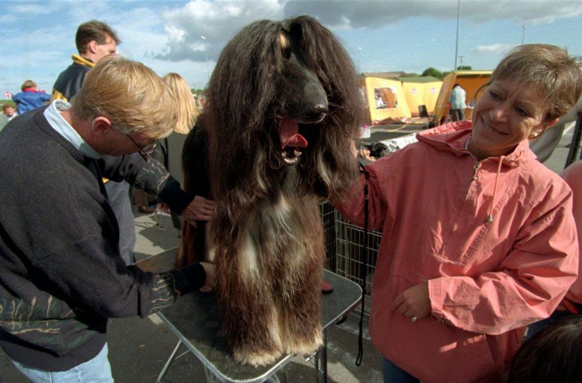 Afghansk mynde. Forventet levetid: 12 år. Kilde: Danske Dyreinternater. Foto: Scanpix.