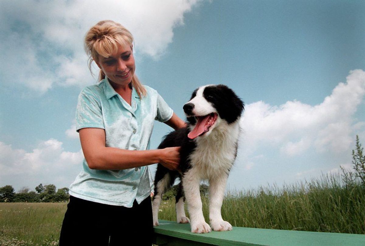Australsk hyrdehund. Forventet levetid: 12 år. Kilde: Danske Dyreinternater. Foto: Scanpix.