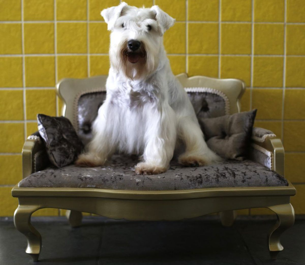 Dværgschnauzer. Forventet levetid: 12 år. Kilde: Danske Dyreinternater. Foto: Scanpix.