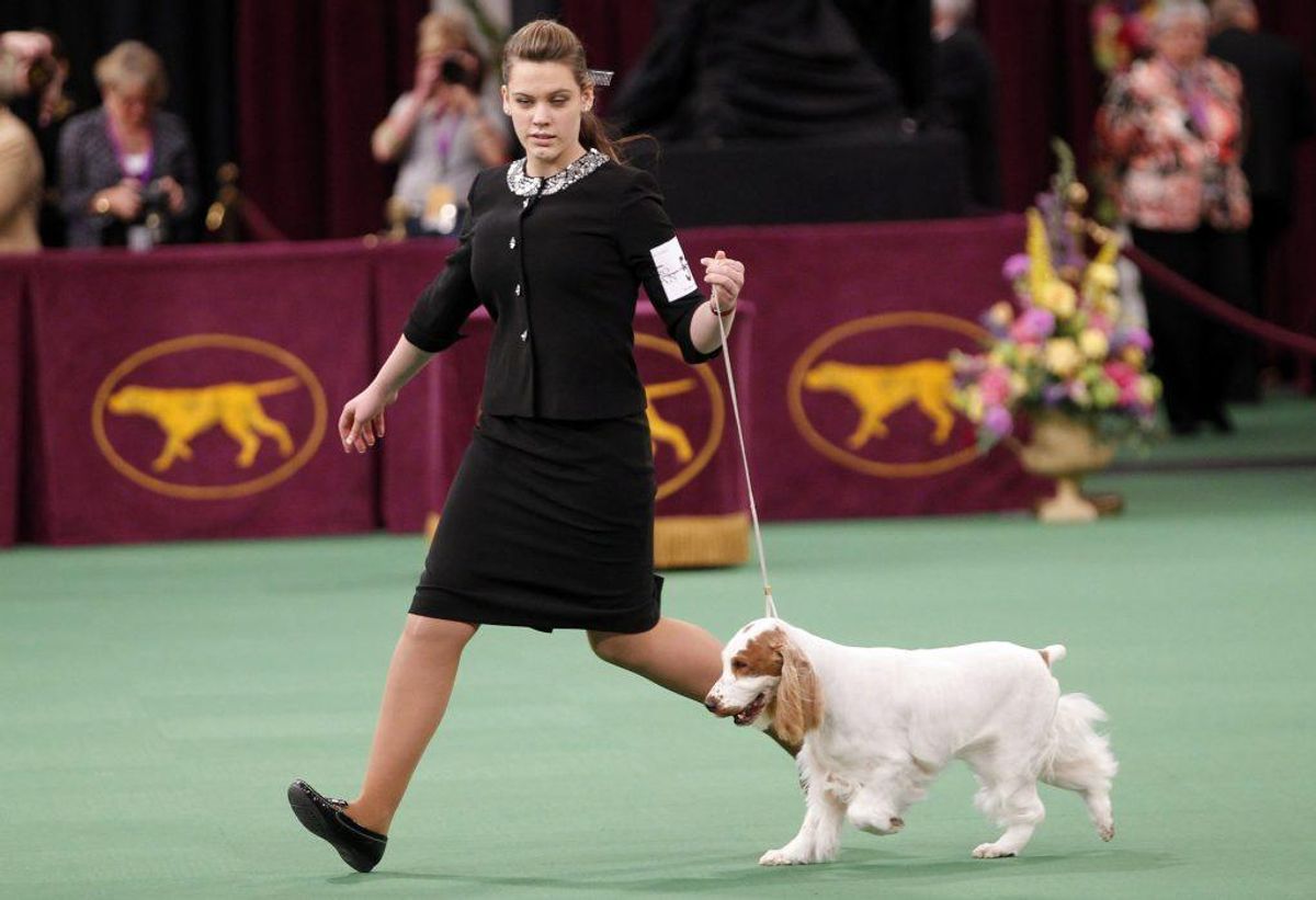 Engelsk Cocker Spaniel. Forventet levetid: 12 år. Kilde: Danske Dyreinternater. Foto: Scanpix.