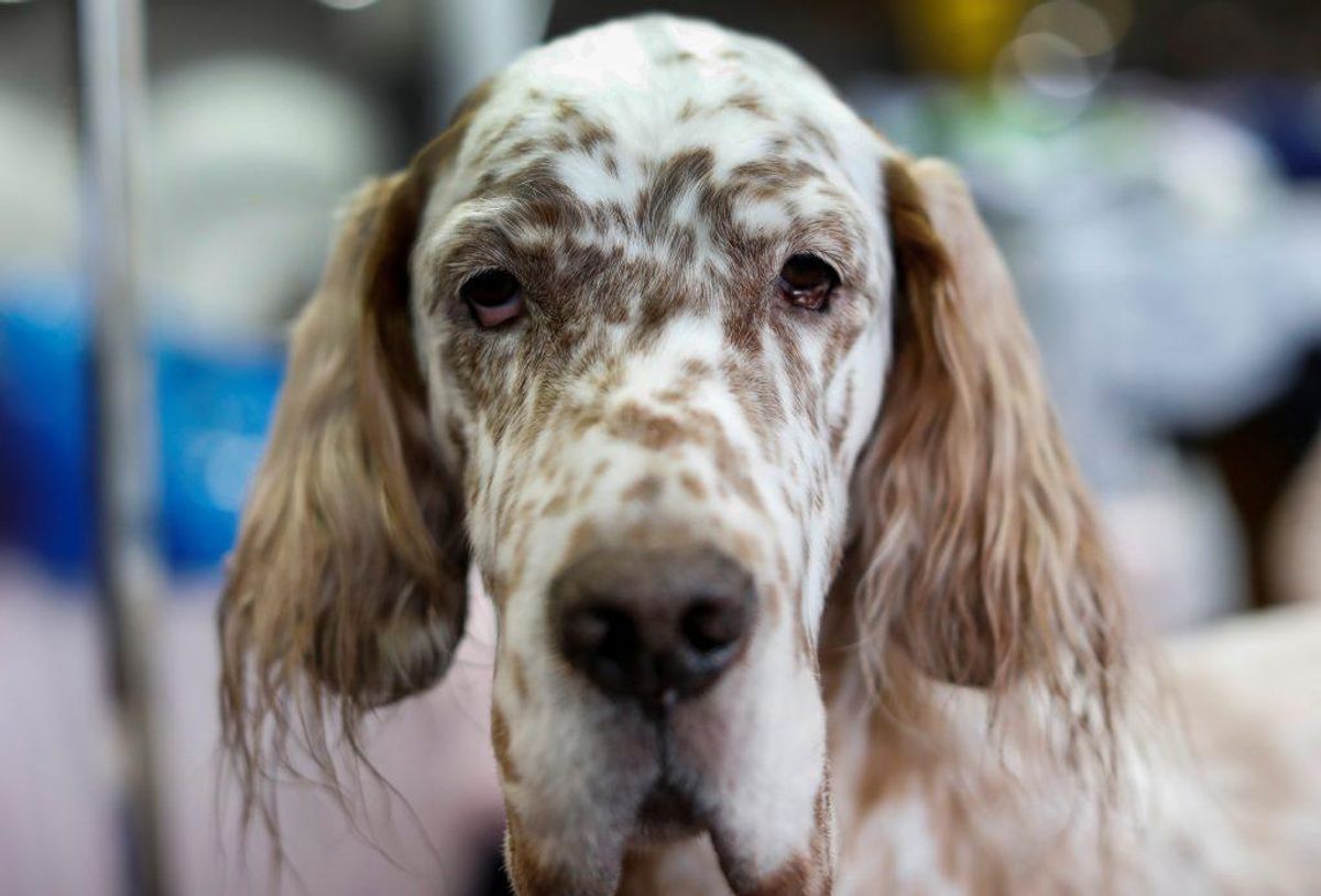 Engelsk Setter. Forventet levetid: 12 år. Kilde: Danske Dyreinternater. Foto: Scanpix.