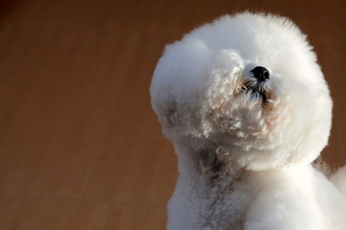 Bichon Frise. Forventet levetid: 12 år. Kilde: Danske Dyreinternater. Foto: Scanpix.