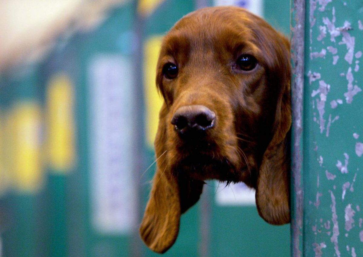Irsk Setter. Forventet levetid: 12 år. Kilde: Danske Dyreinternater. Foto: Scanpix.
