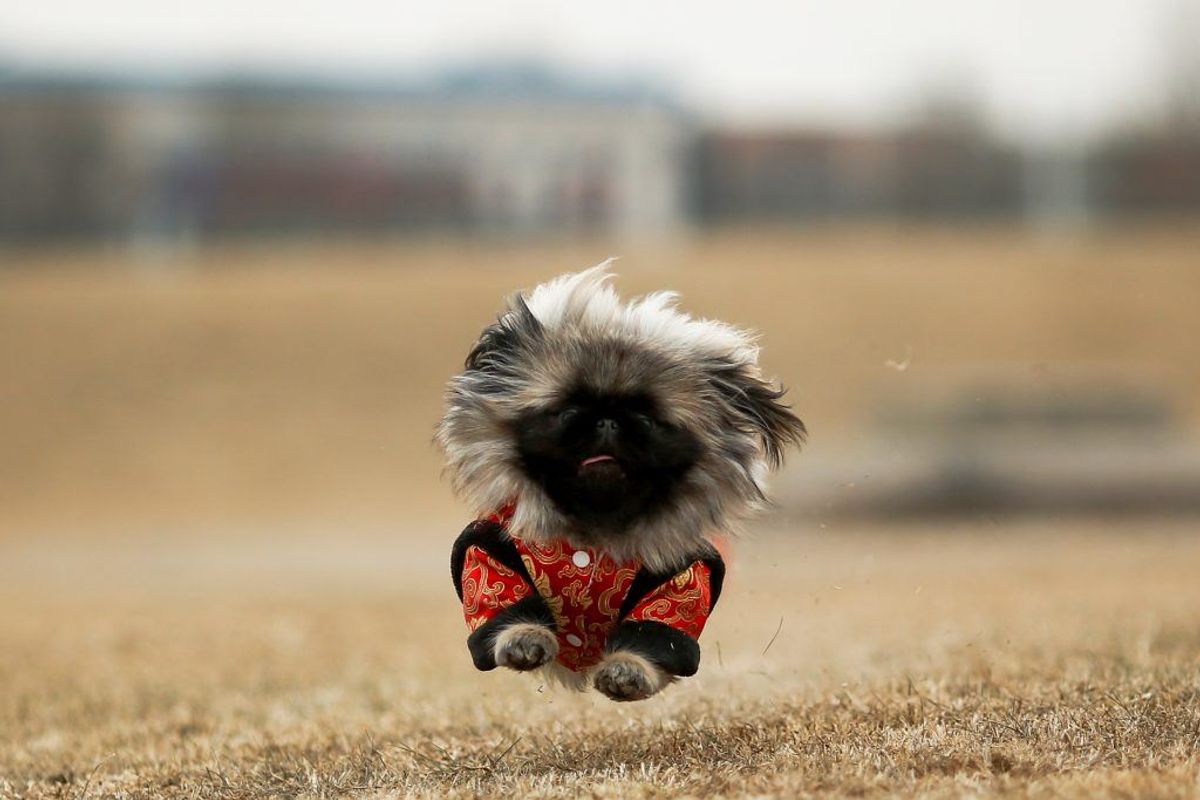 Pekingeser. Forventet levetid: 12 år. Kilde: Danske Dyreinternater. Foto: Scanpix.