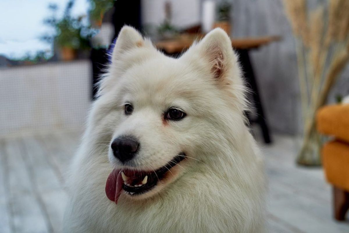 Samojed. Forventet levetid: 12 år. Kilde: Danske Dyreinternater. Foto: Scanpix.