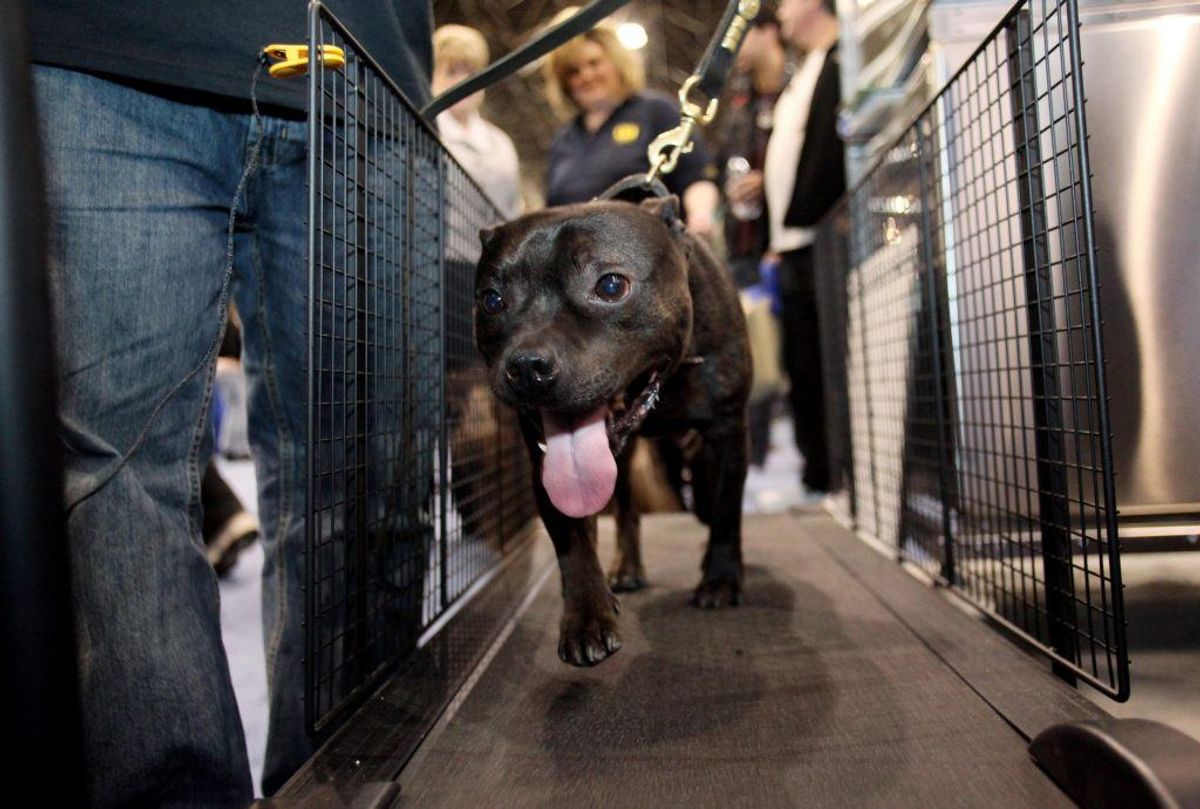 Staffordshire Bull Terrier. Forventet levetid: 12 år. Kilde: Danske Dyreinternater. Foto: Scanpix.
