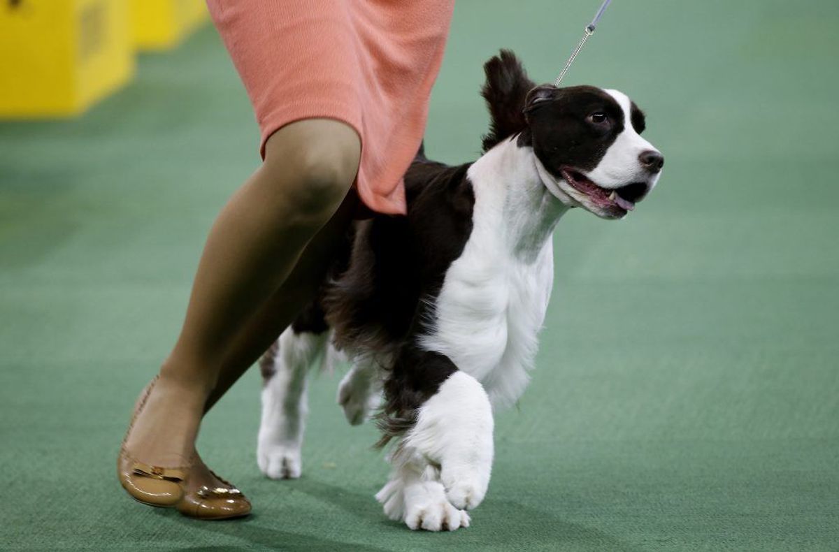 Engelsk Springer Spaniel. Forventet levetid: 13 år. Kilde: Danske Dyreinternater. Foto: Scanpix.