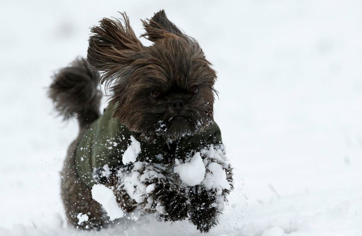 Shih Tzu. Forventet levetid: 13 år. Kilde: Danske Dyreinternater. Foto: Scanpix.
