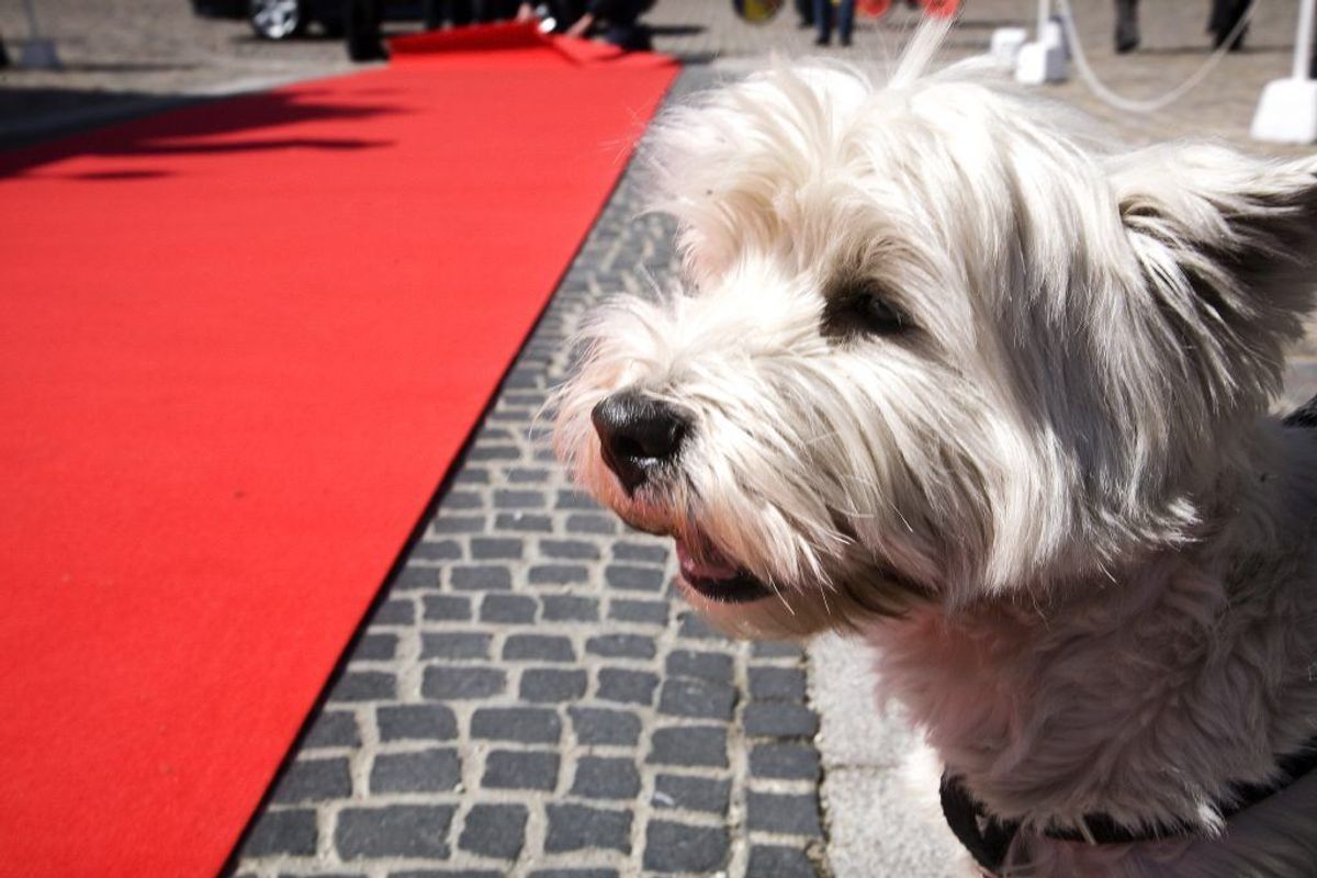 West Highland White Terrier. Forventet levetid: 13 år. Kilde: Danske Dyreinternater. Foto: Scanpix.