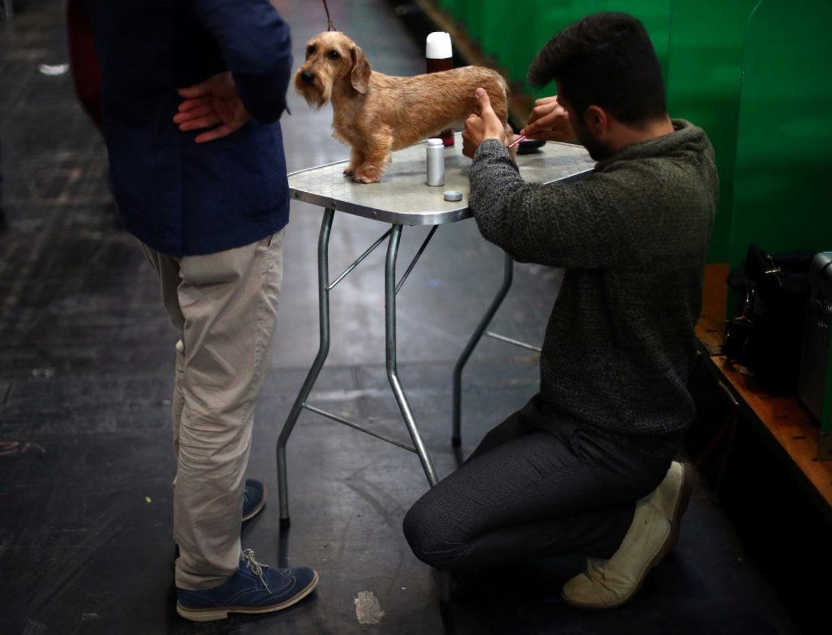 Dværg gravhund. Forventet levetid: 14 år. Kilde: Danske Dyreinternater. Foto: Scanpix.