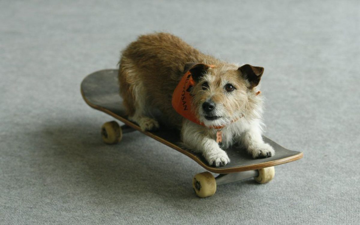 Jack Russel Terrier. Forventet levetid: 14 år. Kilde: Danske Dyreinternater. Foto: Scanpix.
